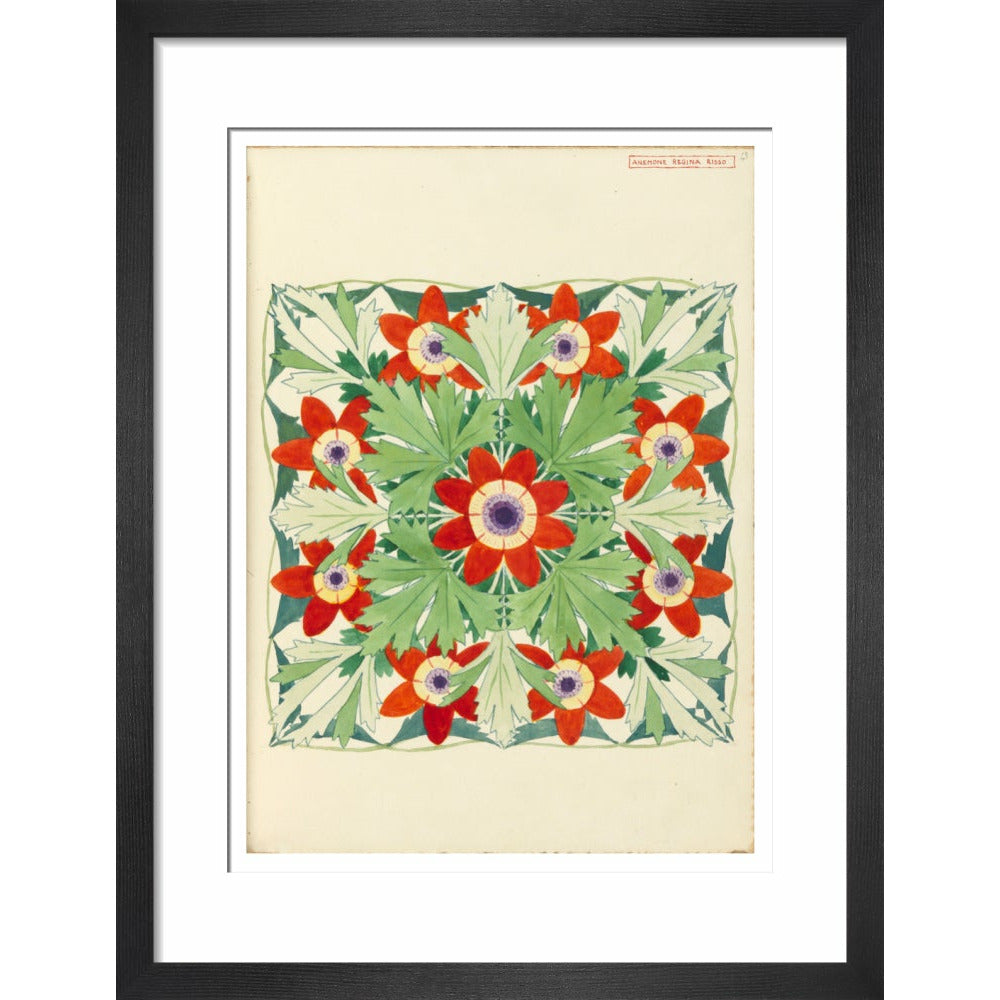 Anemone Regina Risso - Art print