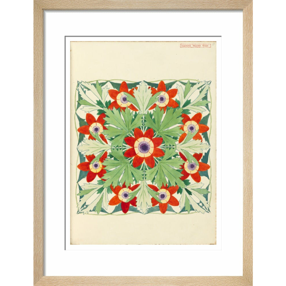 Anemone Regina Risso - Art print