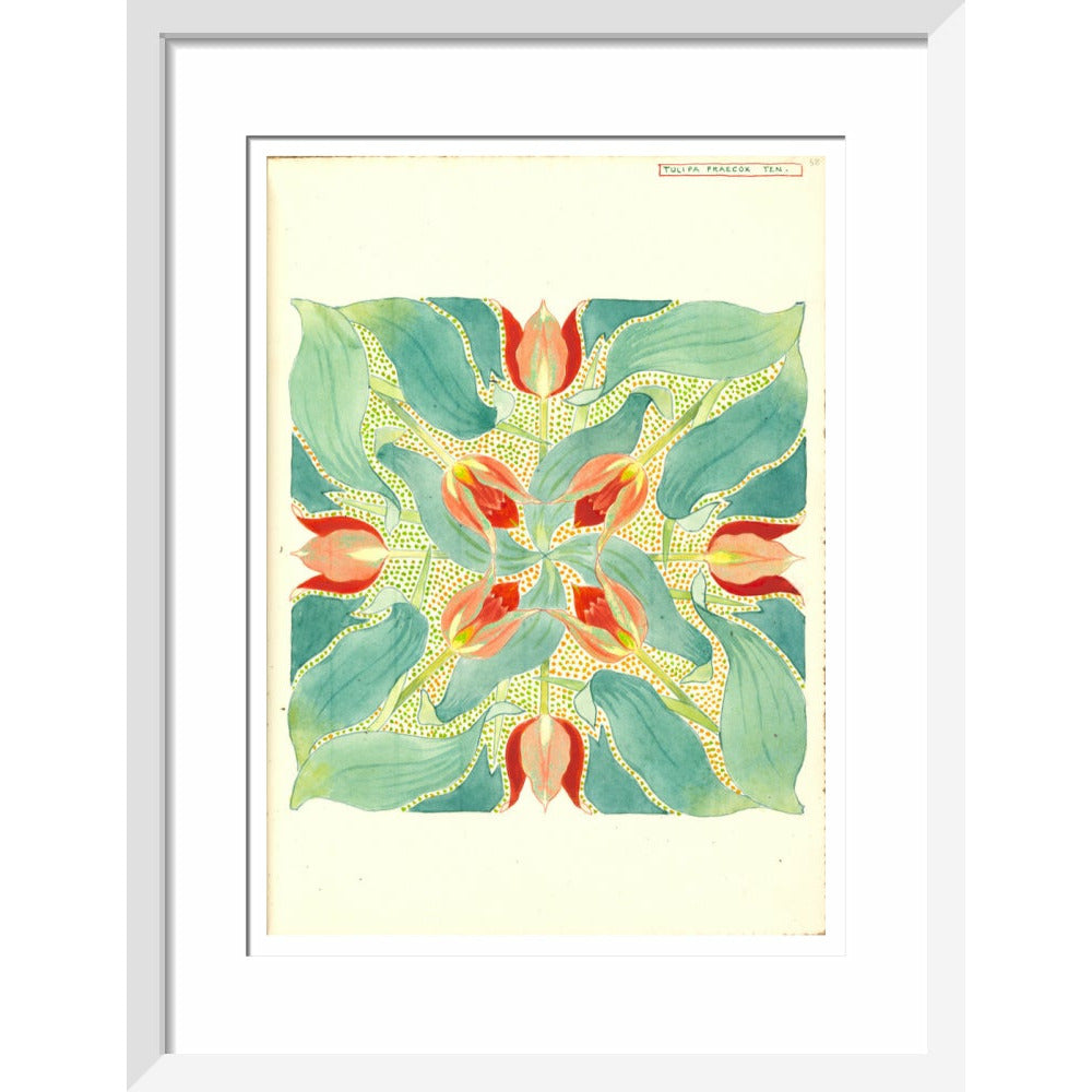 Sun's Eye Tulip - Art print