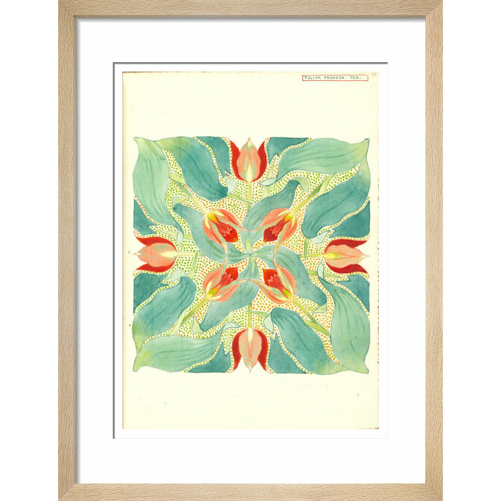 Sun's Eye Tulip - Art print