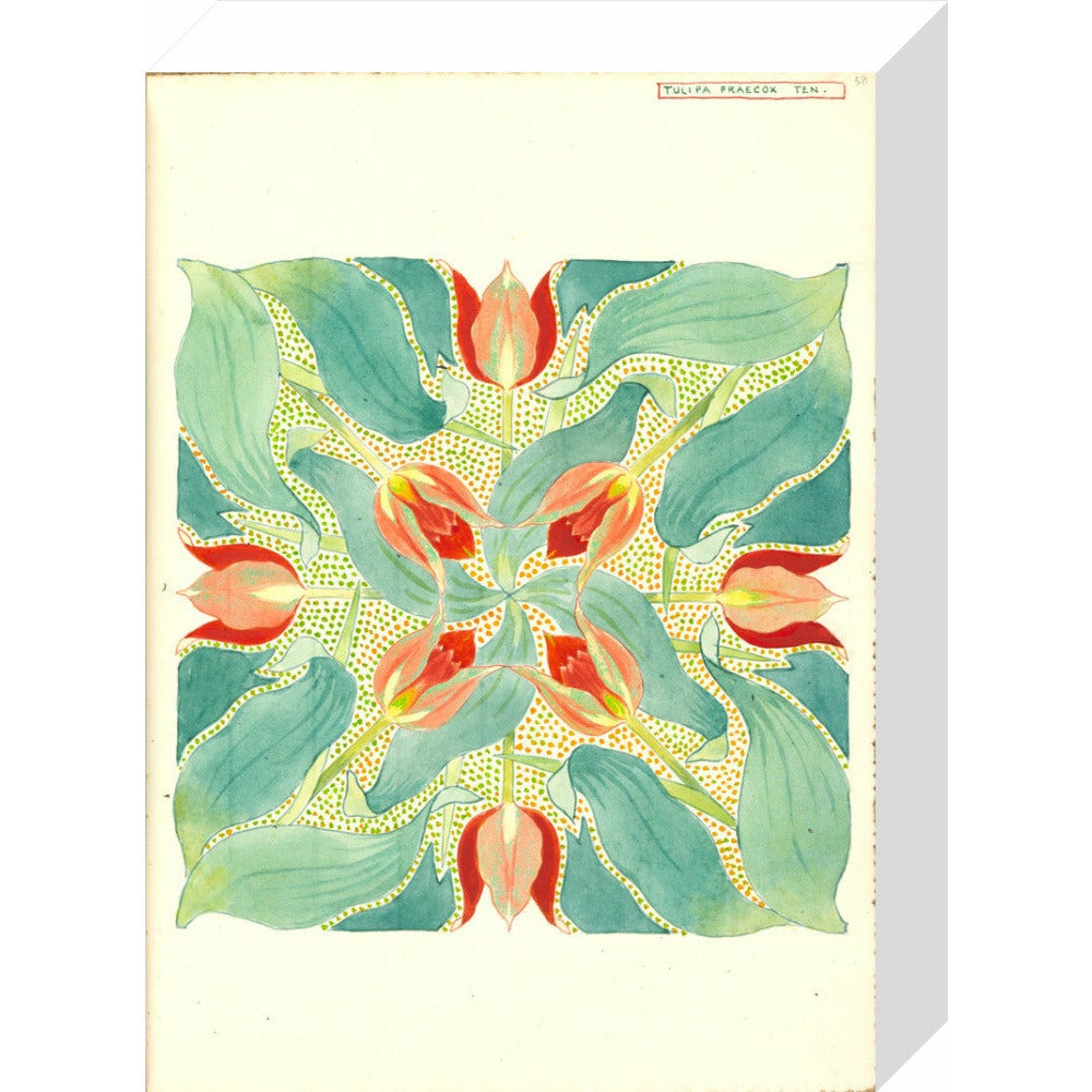 Sun's Eye Tulip - Art print