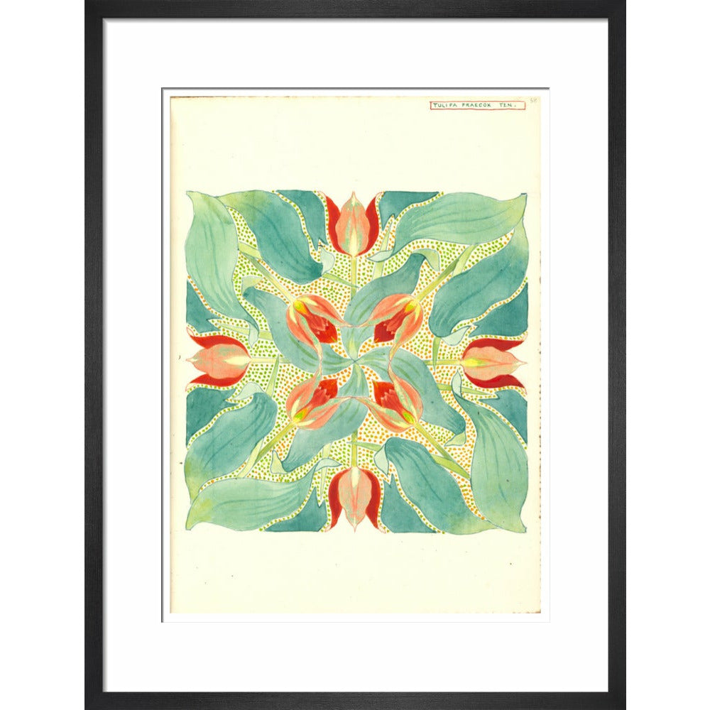 Sun's Eye Tulip - Art print