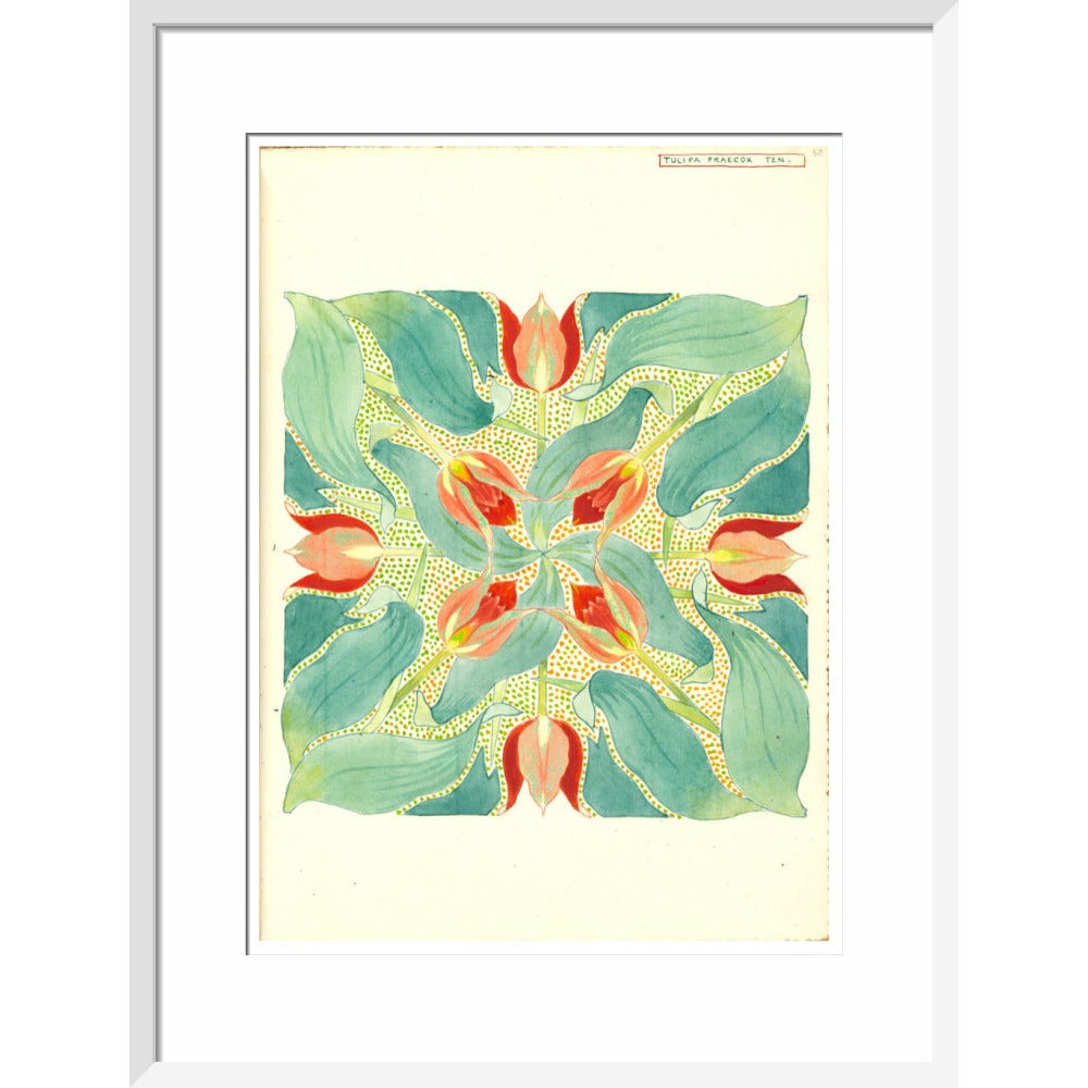 Sun's Eye Tulip - Art print