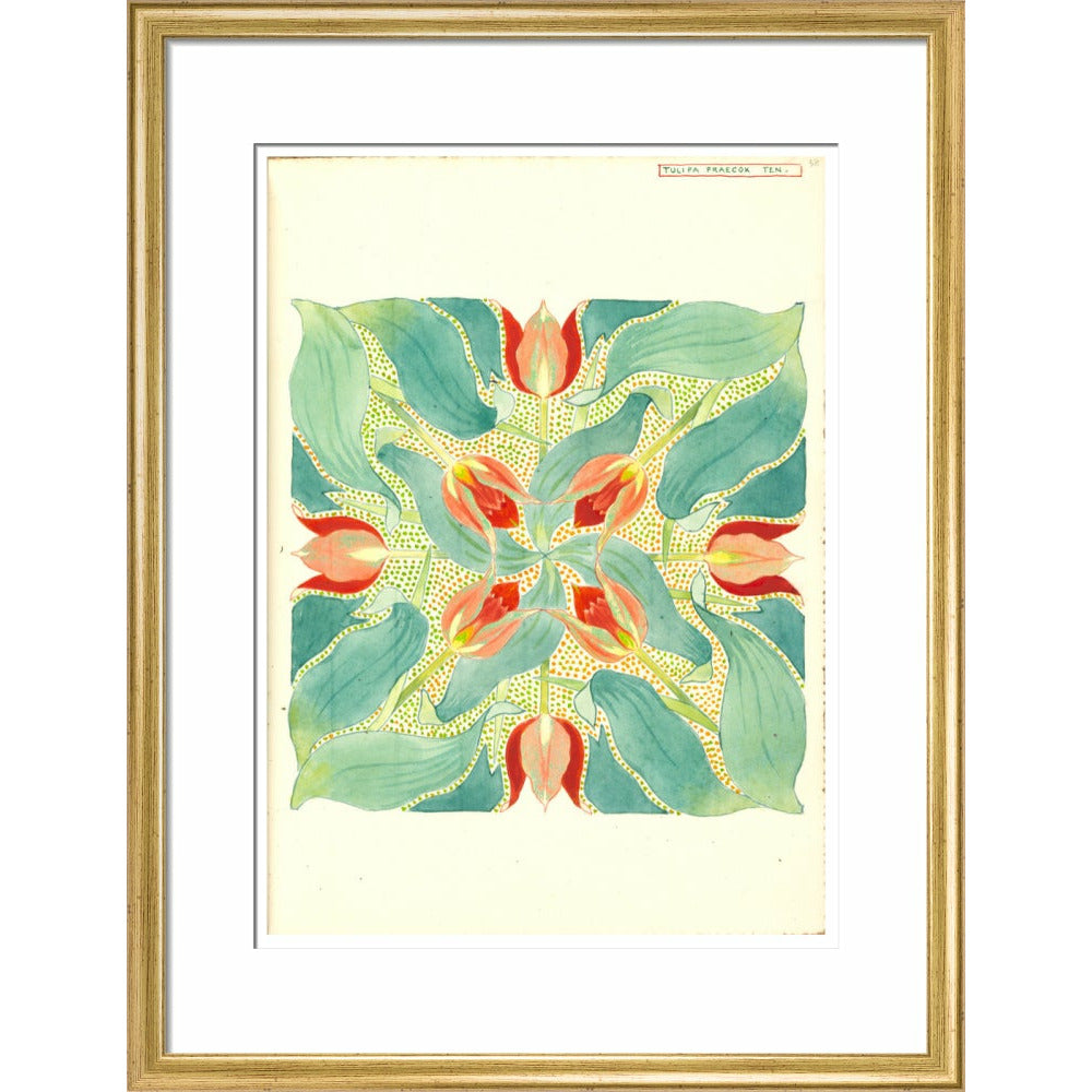 Sun's Eye Tulip - Art print