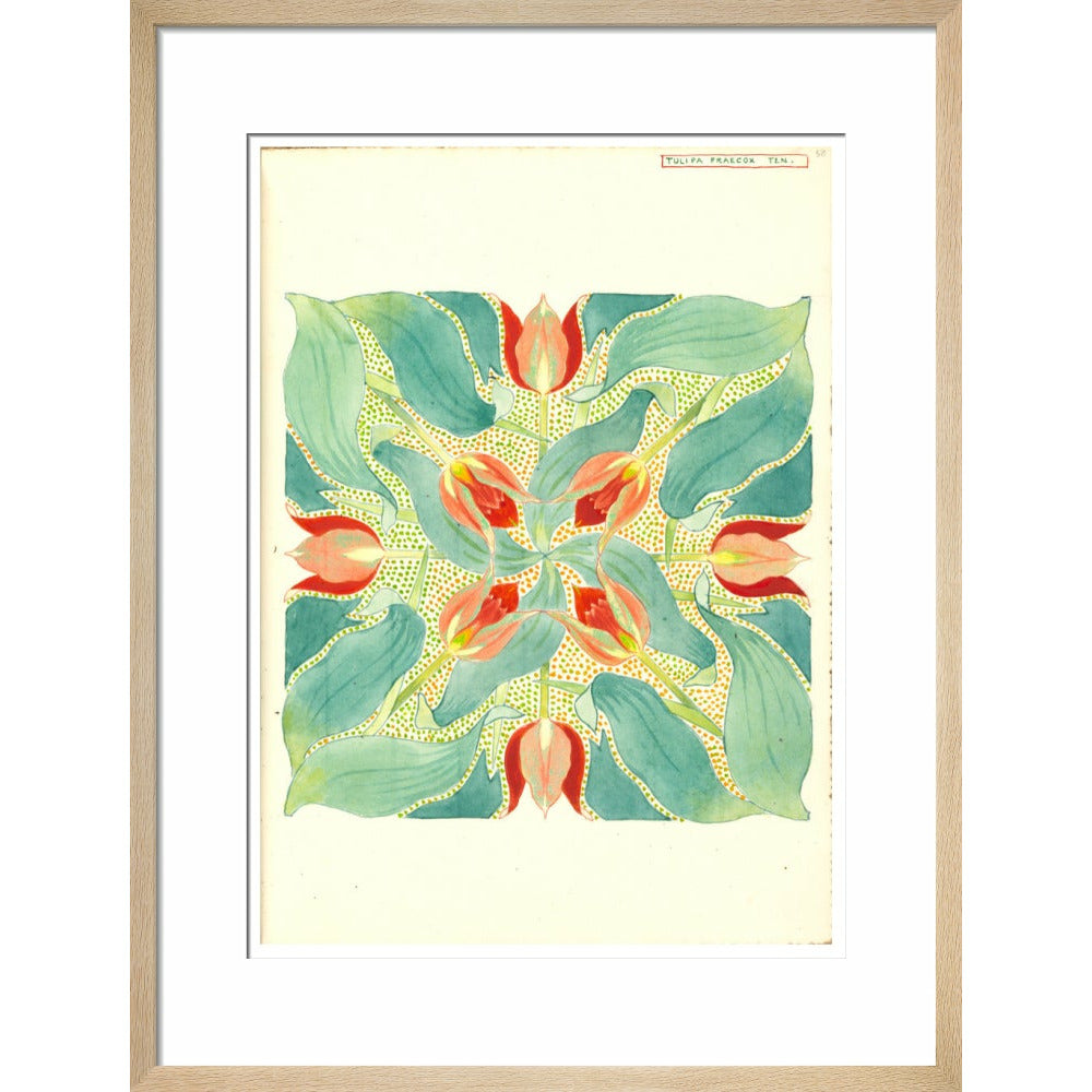 Sun's Eye Tulip - Art print