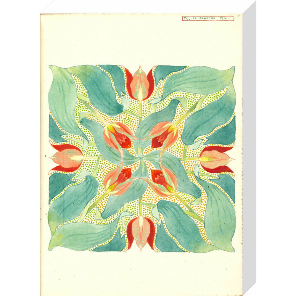 Sun's Eye Tulip - Art print