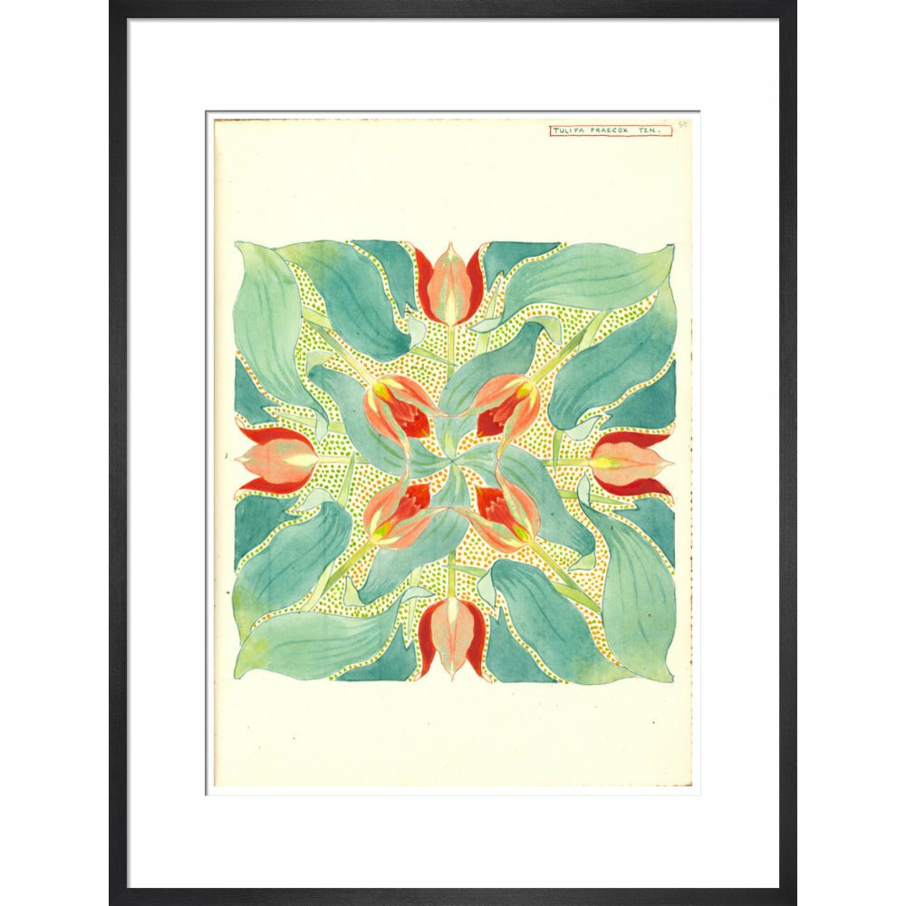 Sun's Eye Tulip - Art print