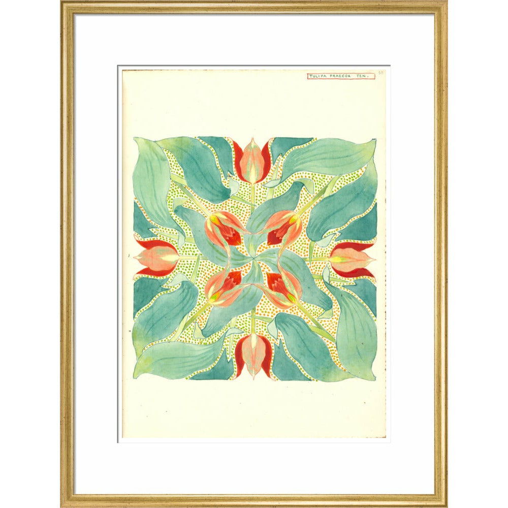Sun's Eye Tulip - Art print