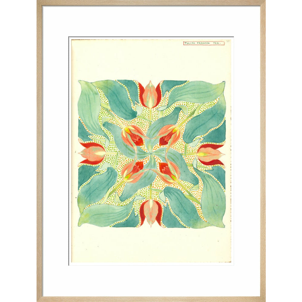 Sun's Eye Tulip - Art print