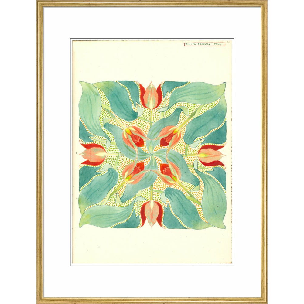 Sun's Eye Tulip - Art print