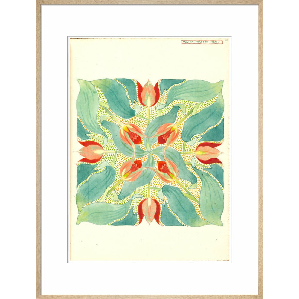 Sun's Eye Tulip - Art print