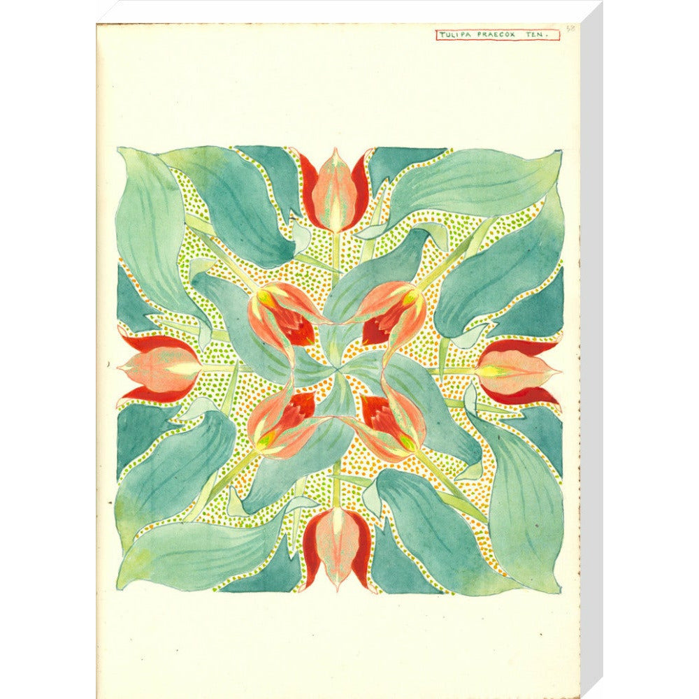 Sun's Eye Tulip - Art print