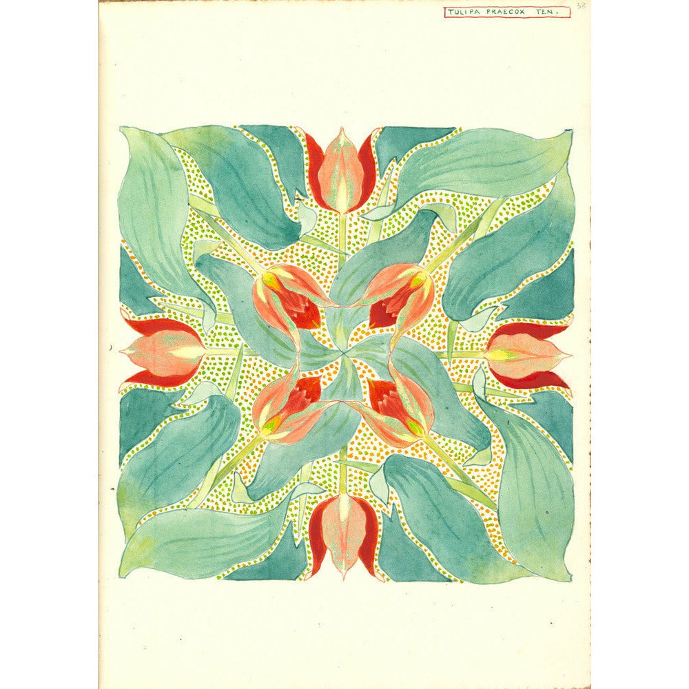 Sun's Eye Tulip - Art print