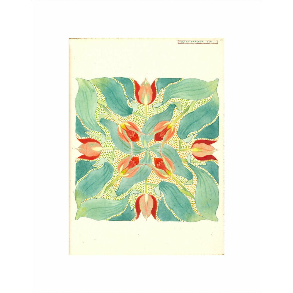 Sun's Eye Tulip - Art print