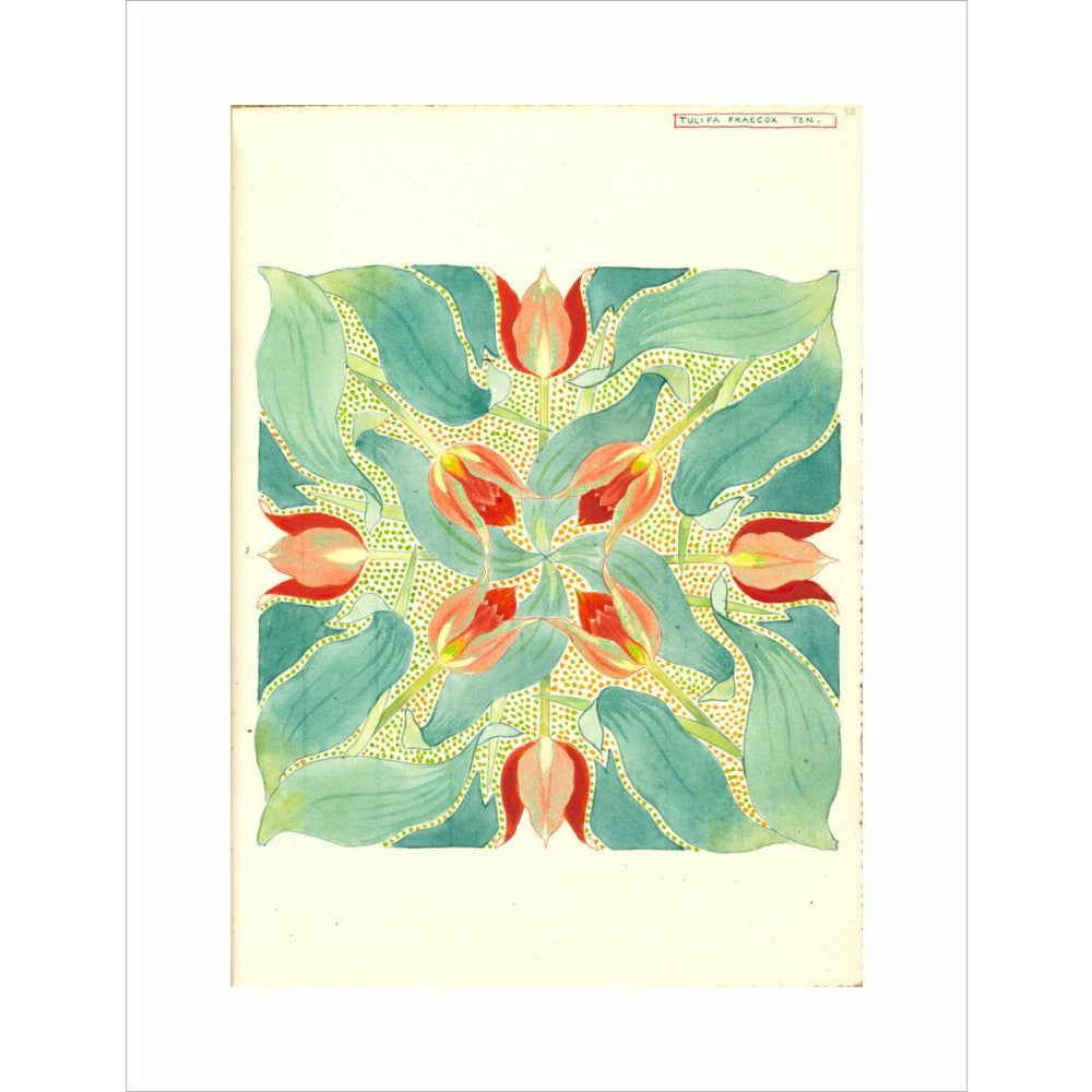 Sun's Eye Tulip - Art print