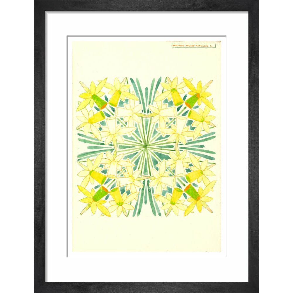 Narcissus - Art print