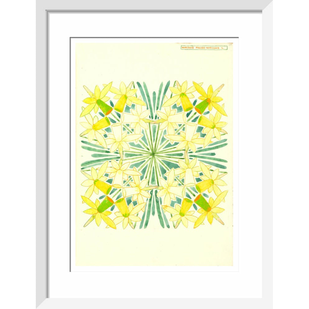 Narcissus - Art print