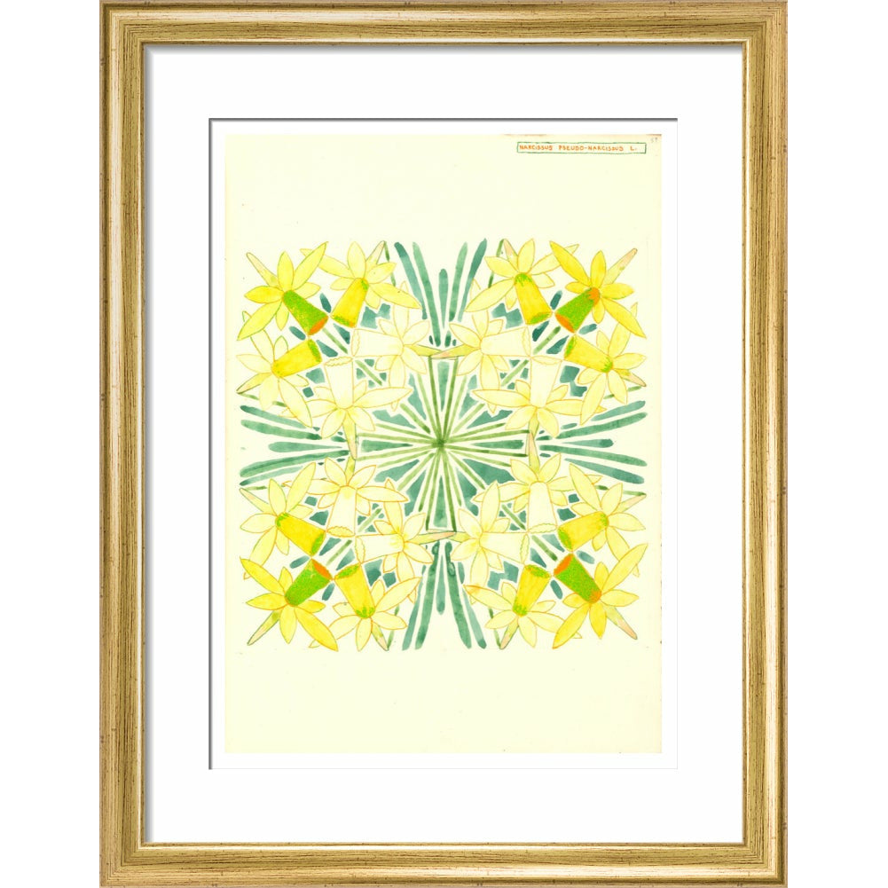 Narcissus - Art print