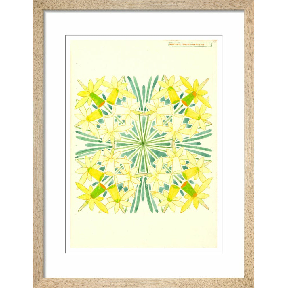 Narcissus - Art print