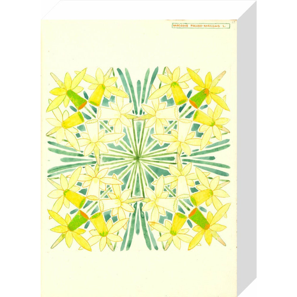 Narcissus - Art print