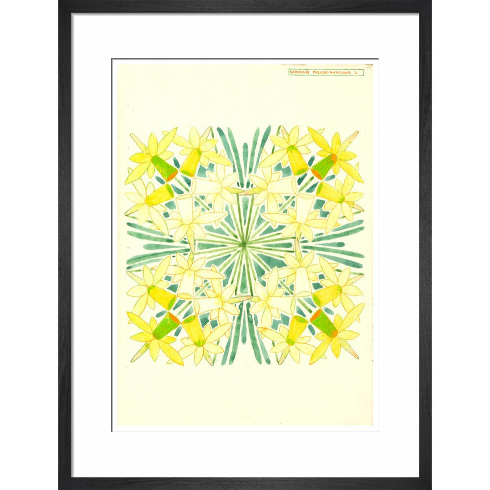 Narcissus - Art print