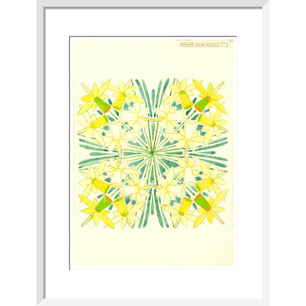 Narcissus - Art print