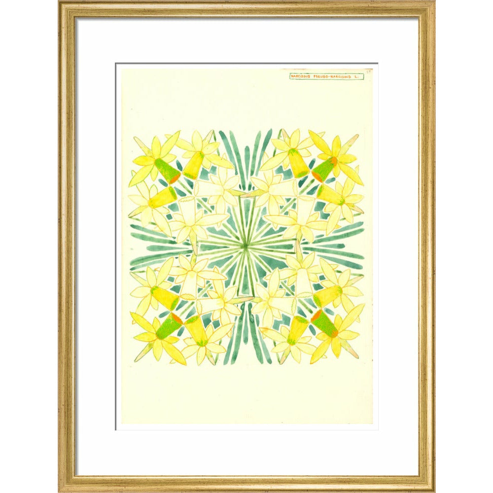 Narcissus - Art print