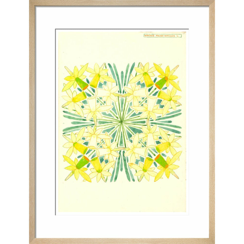 Narcissus - Art print