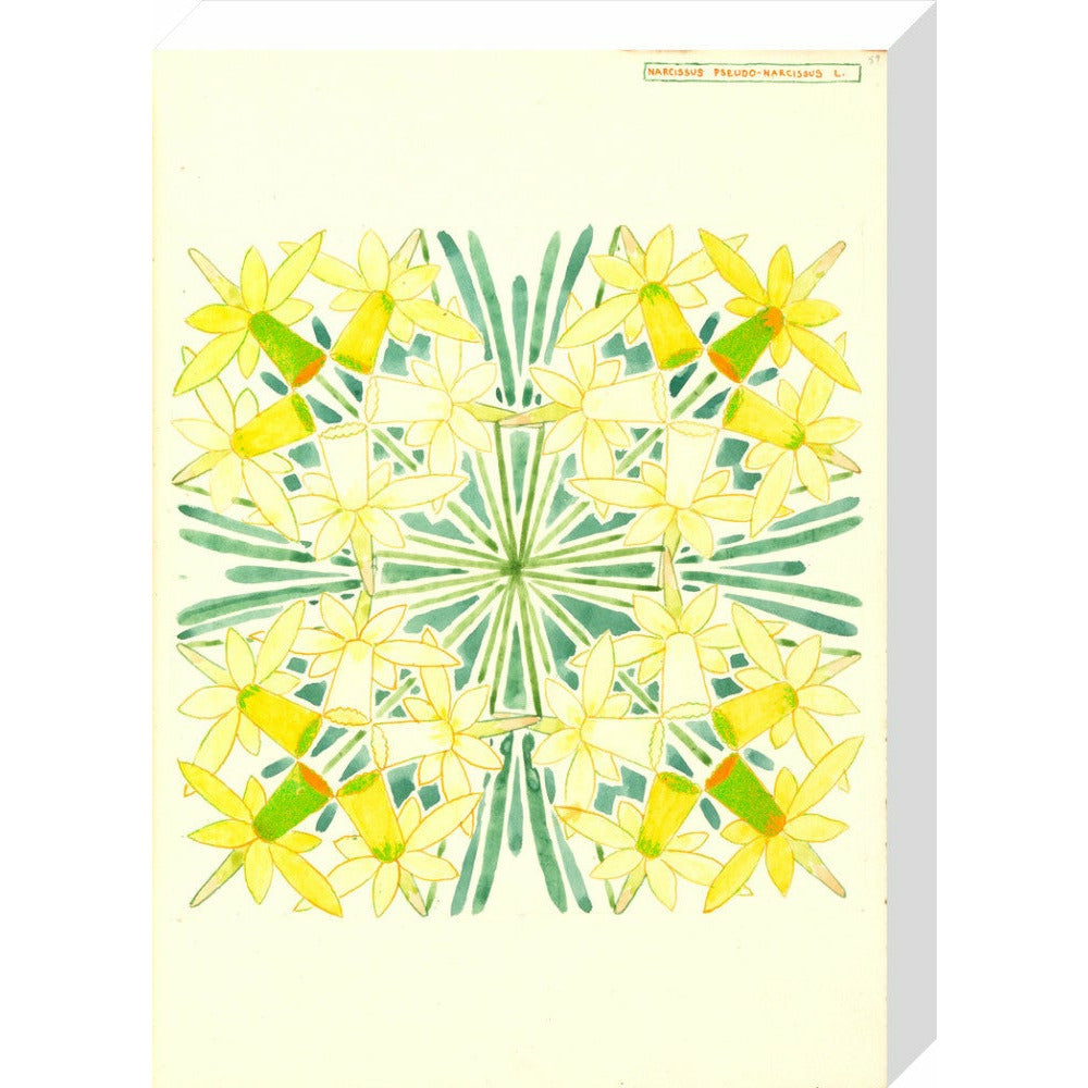 Narcissus - Art print
