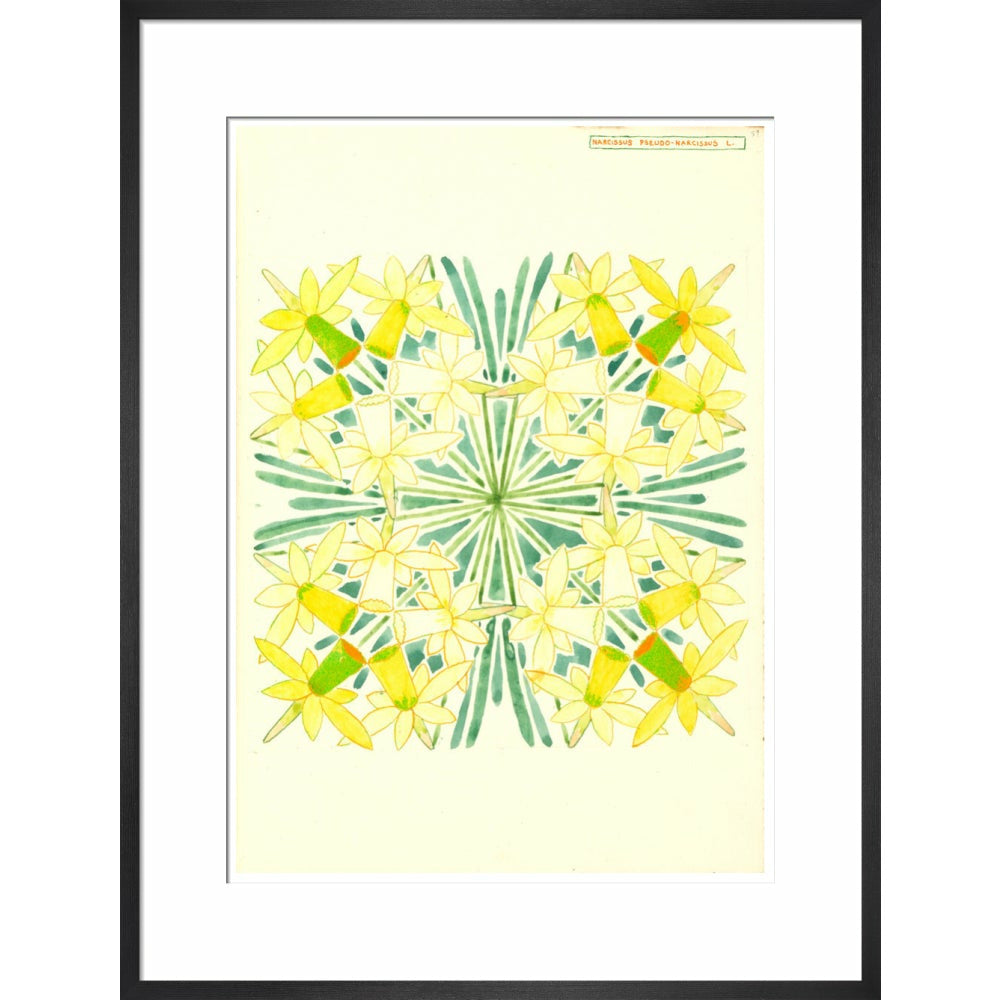 Narcissus - Art print