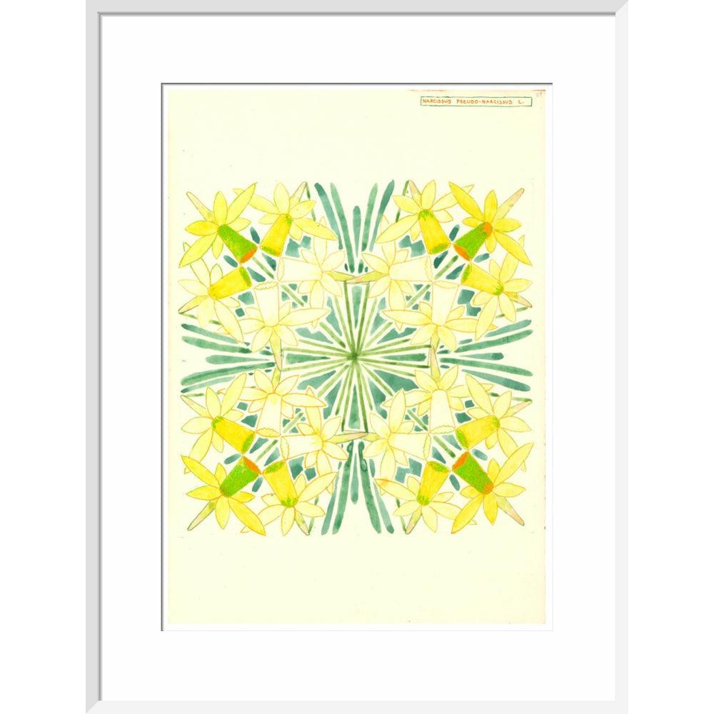 Narcissus - Art print