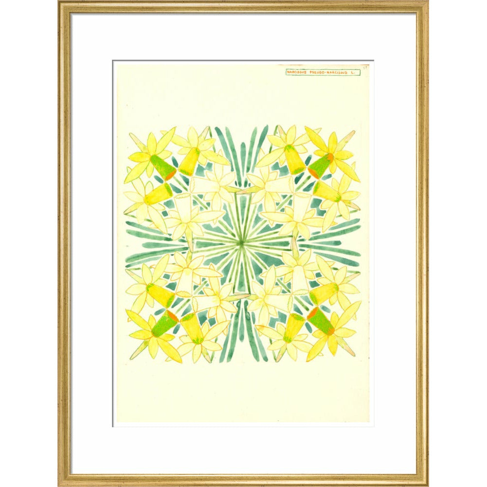 Narcissus - Art print