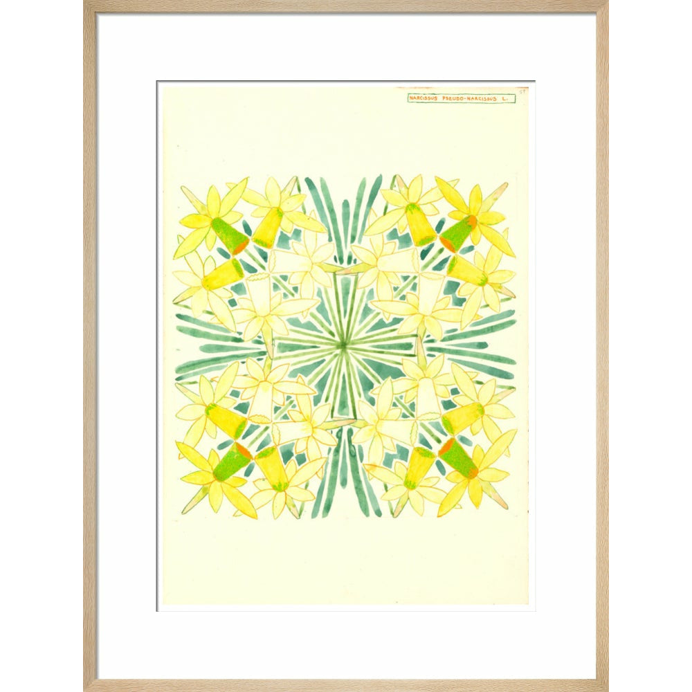 Narcissus - Art print
