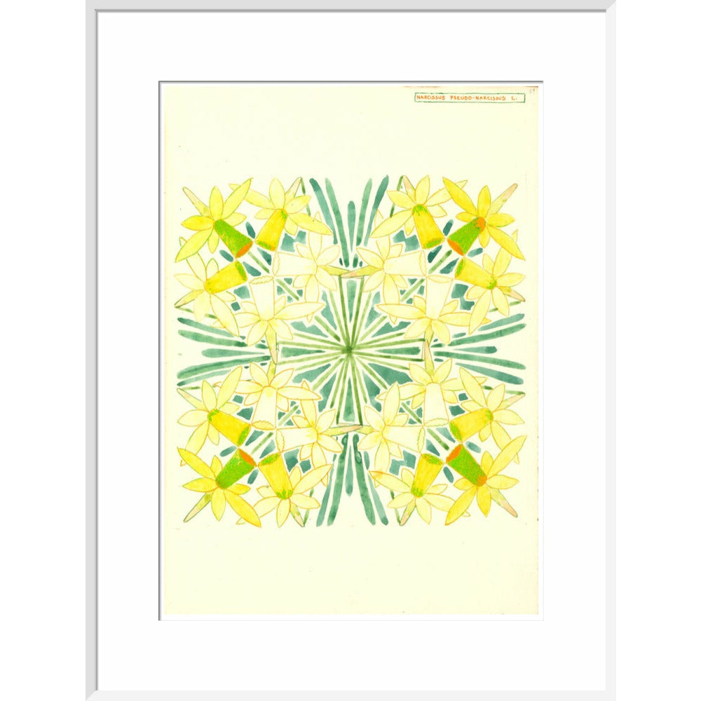 Narcissus - Art print
