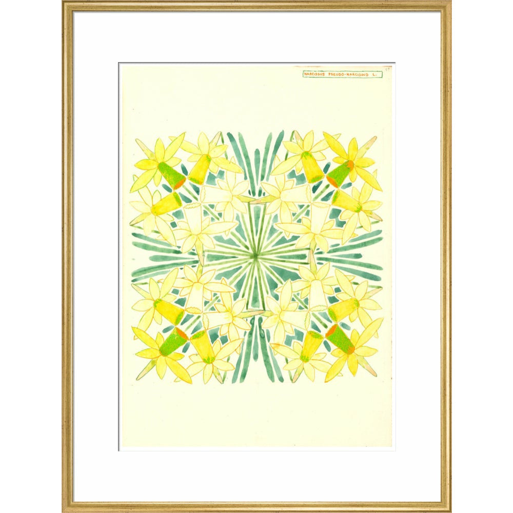 Narcissus - Art print