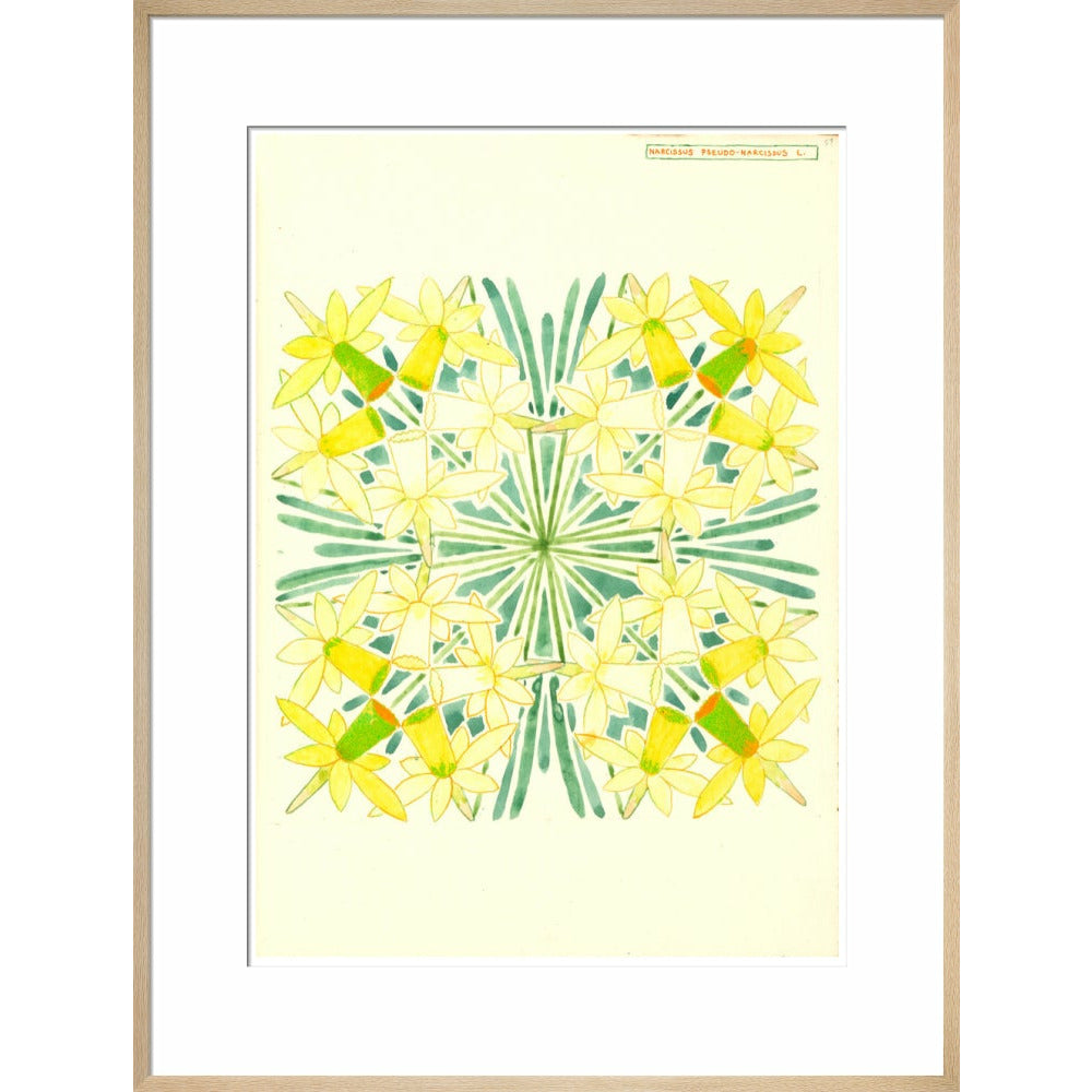 Narcissus - Art print