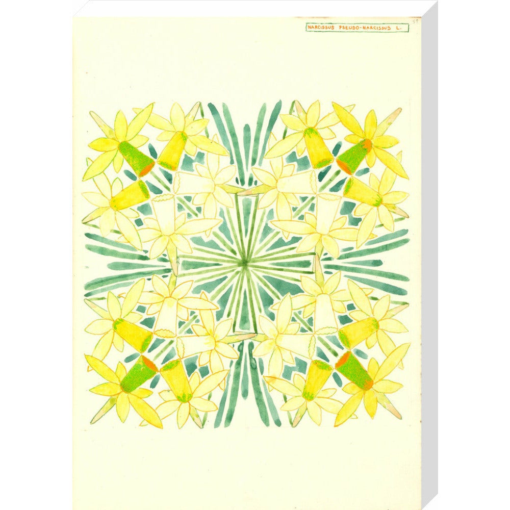 Narcissus - Art print