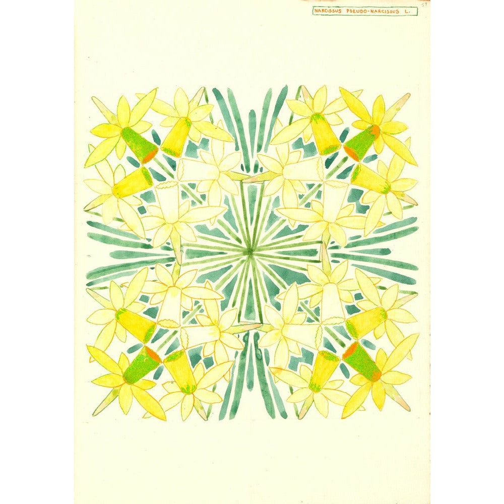 Narcissus - Art print