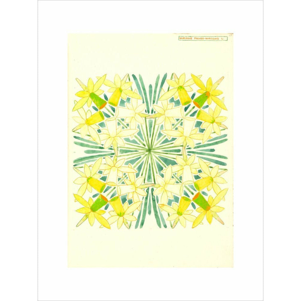 Narcissus - Art print