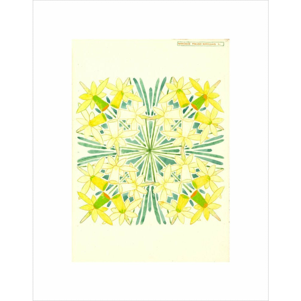 Narcissus - Art print