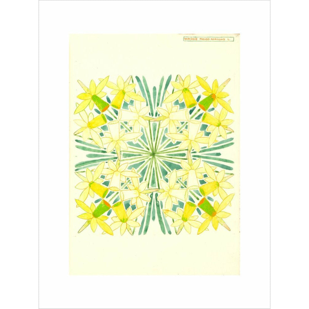 Narcissus - Art print