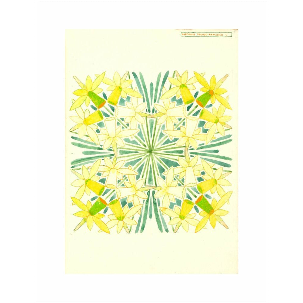 Narcissus - Art print