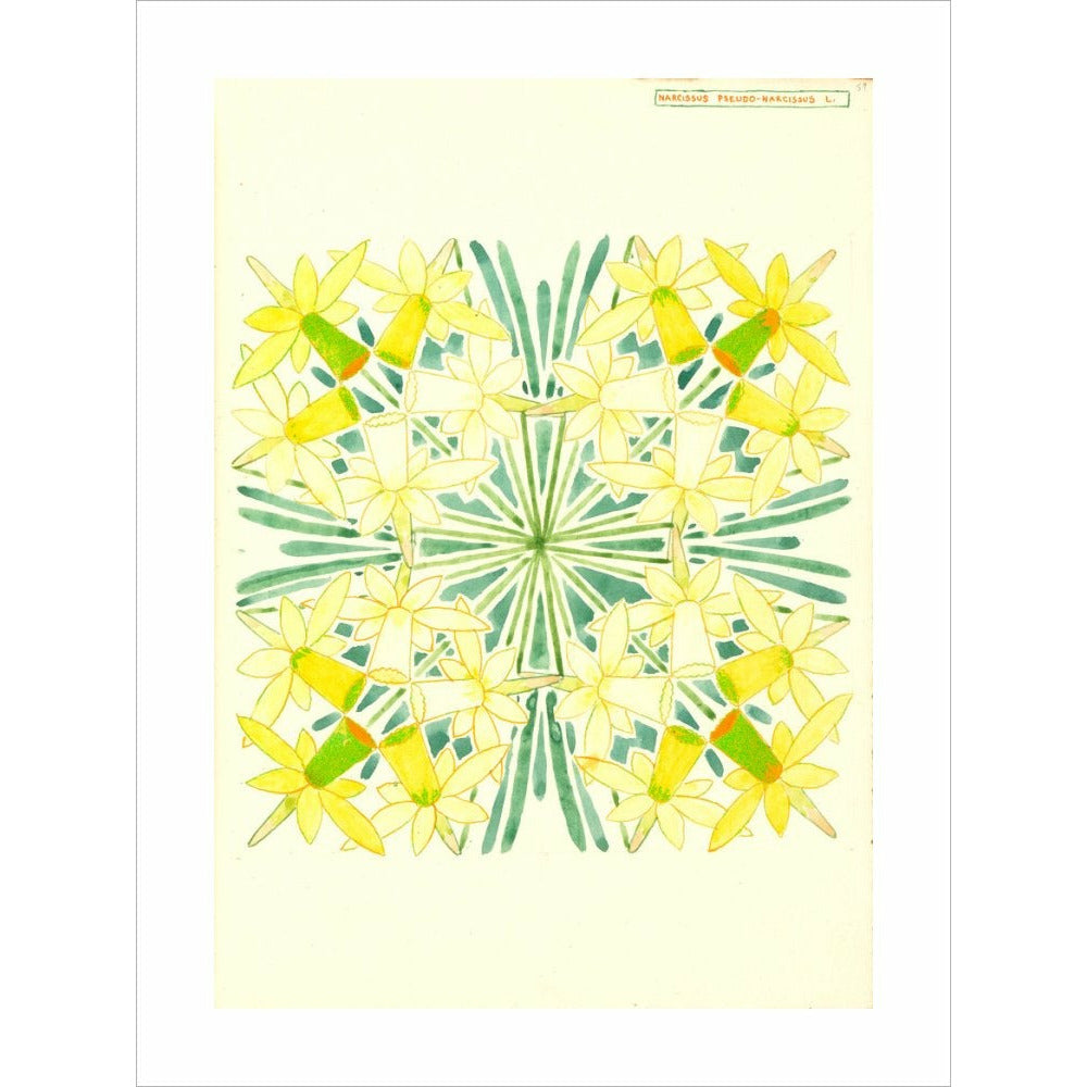 Narcissus - Art print