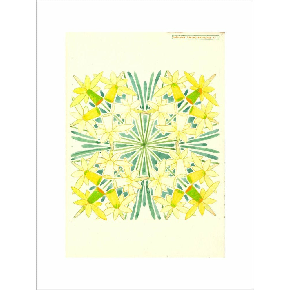 Narcissus - Art print