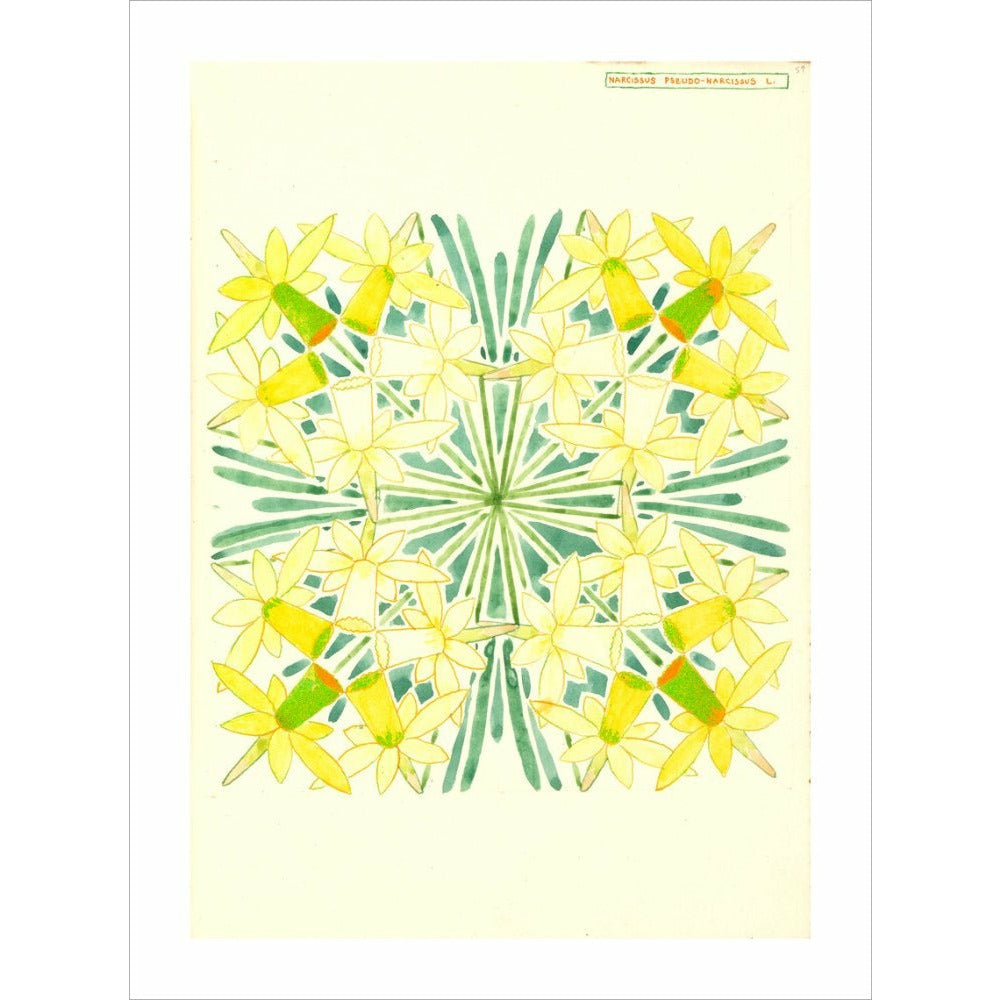 Narcissus - Art print