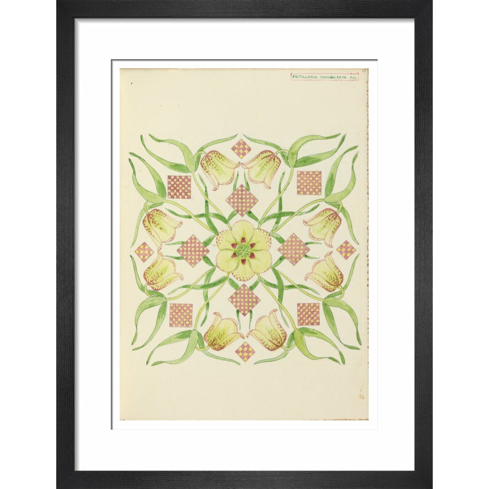 Alpine Fritillery - Art print