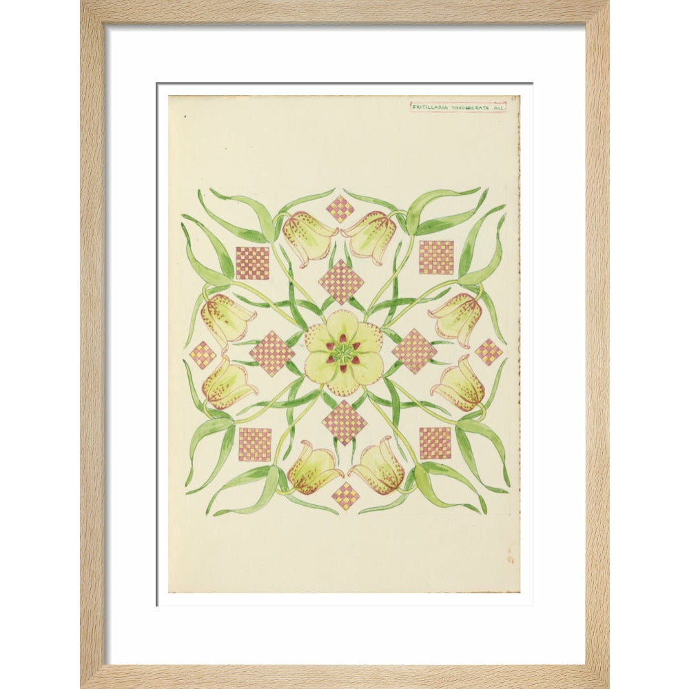 Alpine Fritillery - Art print