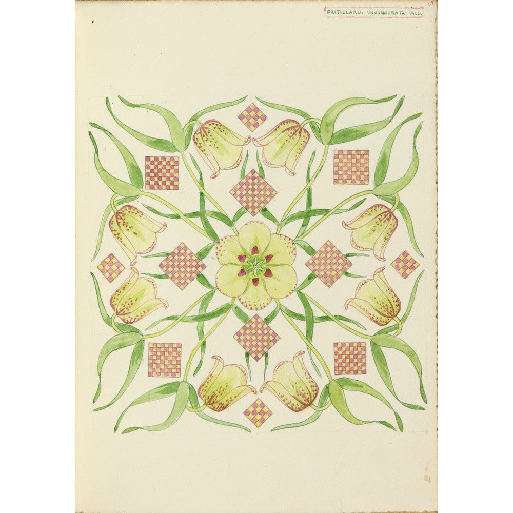 Alpine Fritillery - Art print