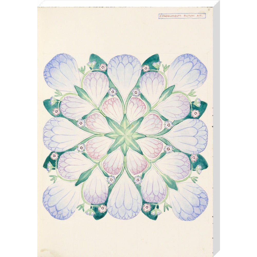 Cynoglossum - Art print