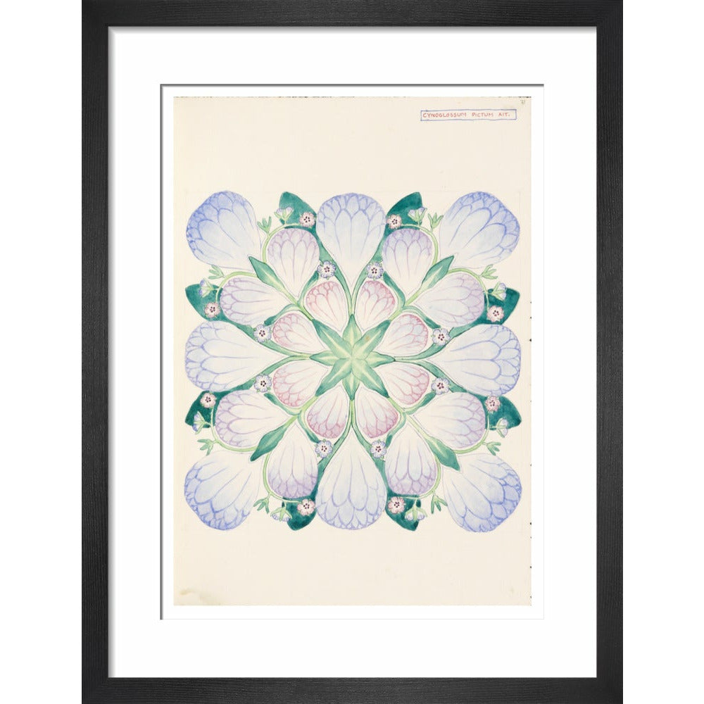 Cynoglossum - Art print